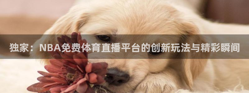 独家：NBA免费体育直播平台的创新玩法与精彩瞬间